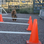 Australian Terrier Breeders Australian Terrier Puppies Australian Terrier Breeders In Washington State Australian Terrier Breeders in Oregon State Australian Terrier Breeders in Colorado State Australian Terrier Rescue Australian Terrier Club of America Australian Terrier International