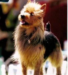 BISS Intl CH Nessun Dorma "Tucker" (Australian Terrier)