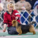 Australian Terrier Breeders Australian Terrier Puppies Australian Terrier Breeders In Washington State Australian Terrier Breeders in Oregon State Australian Terrier Breeders in Colorado State Australian Terrier Rescue Australian Terrier Club of America Australian Terrier International