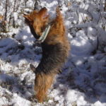 Australian Terrier Breeders Australian Terrier Puppies Australian Terrier Breeders In Washington State Australian Terrier Breeders in Oregon State Australian Terrier Breeders in Colorado State Australian Terrier Rescue Australian Terrier Club of America Australian Terrier International