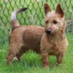 Australian Terrier Breeders Australian Terrier Puppies Australian Terrier Breeders In Washington State Australian Terrier Breeders in Oregon State Australian Terrier Breeders in Colorado State Australian Terrier Rescue Australian Terrier Club of America Australian Terrier International