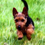 Australian Terrier Breeders Australian Terrier Puppies Australian Terrier Breeders In Washington State Australian Terrier Breeders in Oregon State Australian Terrier Breeders in Colorado State Australian Terrier Rescue Australian Terrier Club of America Australian Terrier International