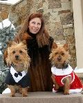 Australian Terrier Breeders Australian Terrier Puppies Australian Terrier Breeders In Washington State Australian Terrier Breeders in Oregon State Australian Terrier Breeders in Colorado State Australian Terrier Rescue Australian Terrier Club of America Australian Terrier International