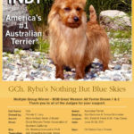 Australian Terrier Breeders Australian Terrier Puppies Australian Terrier Breeders In Washington State Australian Terrier Breeders in Oregon State Australian Terrier Breeders in Colorado State Australian Terrier Rescue Australian Terrier Club of America Australian Terrier International