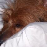 Australian Terrier Breeders Australian Terrier Puppies Australian Terrier Breeders In Washington State Australian Terrier Breeders in Oregon State Australian Terrier Breeders in Colorado State Australian Terrier Rescue Australian Terrier Club of America Australian Terrier International