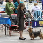 Australian Terrier Breeders Australian Terrier Puppies Australian Terrier Breeders In Washington State Australian Terrier Breeders in Oregon State Australian Terrier Breeders in Colorado State Australian Terrier Rescue Australian Terrier Club of America Australian Terrier International