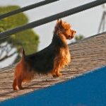Australian Terrier Breeders Australian Terrier Puppies Australian Terrier Breeders In Washington State Australian Terrier Breeders in Oregon State Australian Terrier Breeders in Colorado State Australian Terrier Rescue Australian Terrier Club of America Australian Terrier International