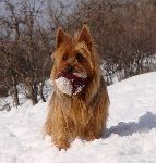 Australian Terrier Breeders Australian Terrier Puppies Australian Terrier Breeders In Washington State Australian Terrier Breeders in Oregon State Australian Terrier Breeders in Colorado State Australian Terrier Rescue Australian Terrier Club of America Australian Terrier International