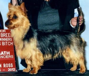 Australian Terrier Breeders Australian Terrier Puppies Australian Terrier Breeders In Washington State Australian Terrier Breeders in Oregon State Australian Terrier Breeders in Colorado State Australian Terrier Rescue Australian Terrier Club of America Australian Terrier International