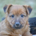 Australian Terrier