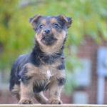 Australian Terrier