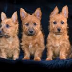 Australian Terrier