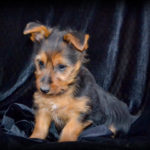 Australian Terrier