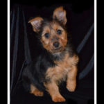 Australian Terrier