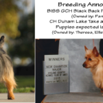 Australian Terrier Breeders Australian Terrier Puppies Australian Terrier Breeders In Washington State Australian Terrier Breeders in Oregon State Australian Terrier Breeders in Colorado State Australian Terrier Rescue Australian Terrier Club of America Australian Terrier International