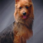 Australian Terrier Breeders Australian Terrier Puppies Australian Terrier Breeders In Washington State Australian Terrier Breeders in Oregon State Australian Terrier Breeders in Colorado State Australian Terrier Rescue Australian Terrier Club of America Australian Terrier International