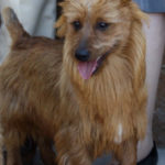 Australian Terrier