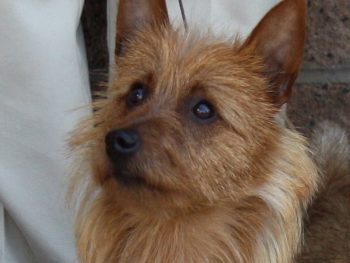 Arista's Redsky at Dawn "Anya" (Australian Terrier)