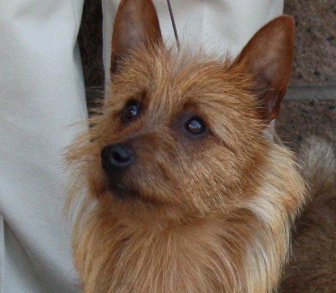 Australian Terrier Breeders Australian Terrier Puppies Australian Terrier Breeders In Washington State Australian Terrier Breeders in Oregon State Australian Terrier Breeders in Colorado State Australian Terrier Rescue Australian Terrier Club of America Australian Terrier International